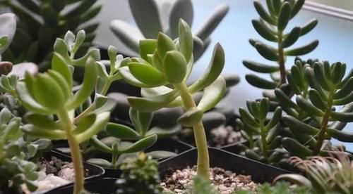 叶子|多肉出现徒长了?揪掉叶子,能变成老桩吗?这个想法“大错”