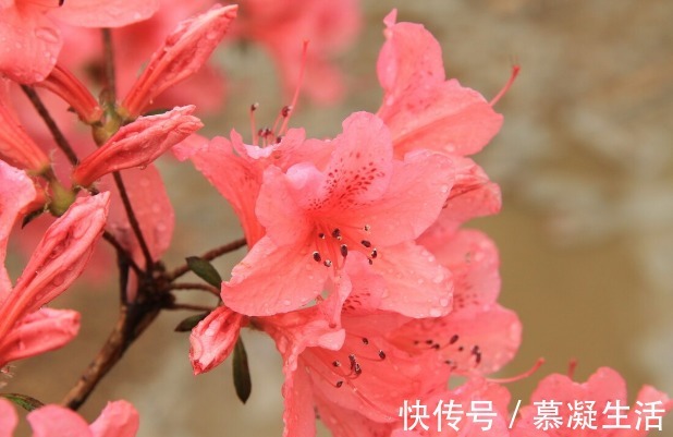 吃法|68种野菜图片,教你认识不同的野菜和吃法,你想要的野菜这里都有