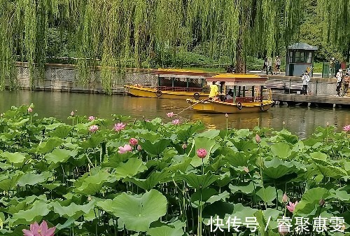 荷花|北海公园荷花盛开，形成接天莲叶无穷碧，映日荷花别样红的美景