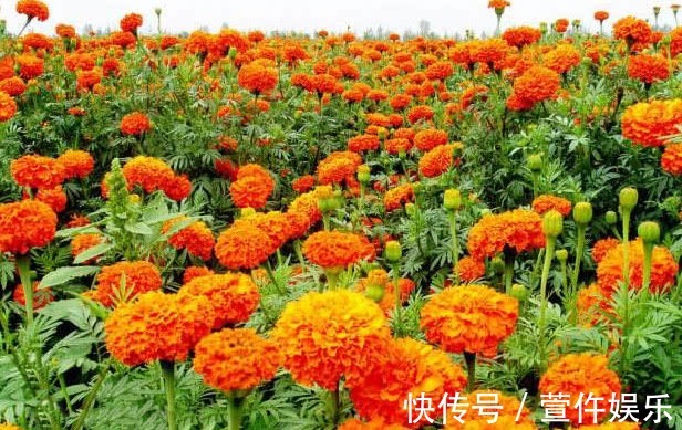 盆栽|它是夏秋最美的花,一朵花有拳头大,一开就100天,漂亮好养