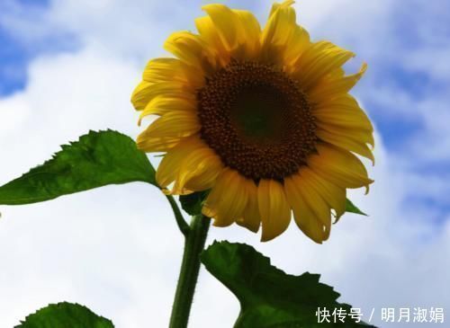 向日葵|向日葵全身都是药!更是降压“神器”,高血压、头晕头疼都能治