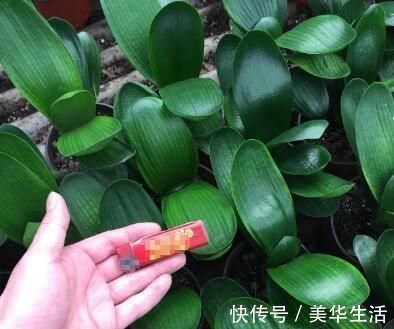 君子兰小苗这样养,叶多、翠绿肥厚,根系足,一年就能养开花