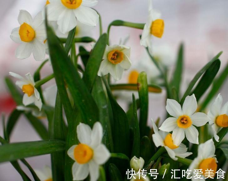 一个在路上的养兰行者,你需要不断折腾