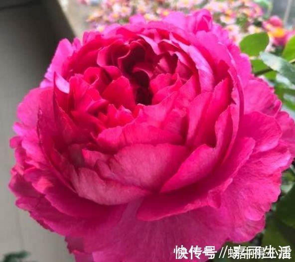 4种花漂亮又好养,比牡丹好看,比吊兰好养,好看极了