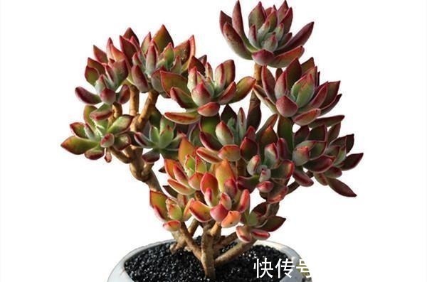 多肉|喜欢养多肉不能错过锦晃星,毛茸茸、红彤彤,相机都拍不出它的美!