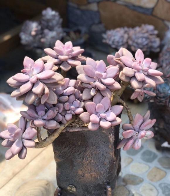 养死|养多肉,经验很重要,5点必看知识点,帮你快速进阶成大神