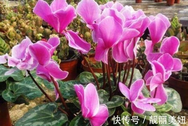 天冷养花,早晨别做这几件事,植物才会感激你哦