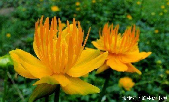 颜值超高的几款花卉美过玫瑰,漂亮又好养,一年四季开花不断