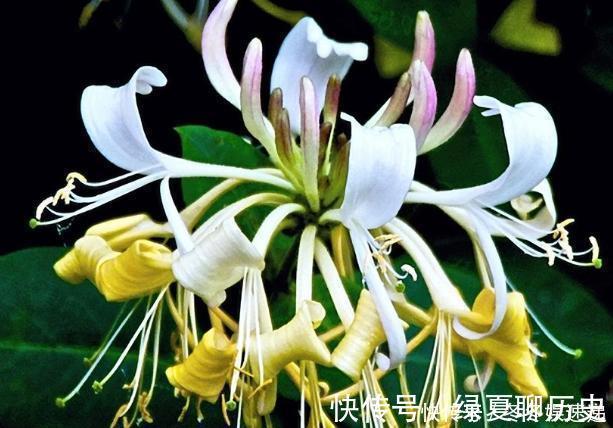 光照|不会养花,就养这2种绿植,好养能吃花芳香,两年长成盆景