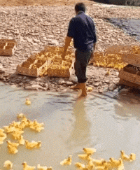 |搞笑GIF:看什么看?赶紧来救我,真装不下去了