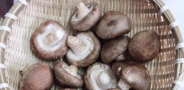 清水洗香菇，和没洗一样，教您一招，脏东西和小虫子自动溜走