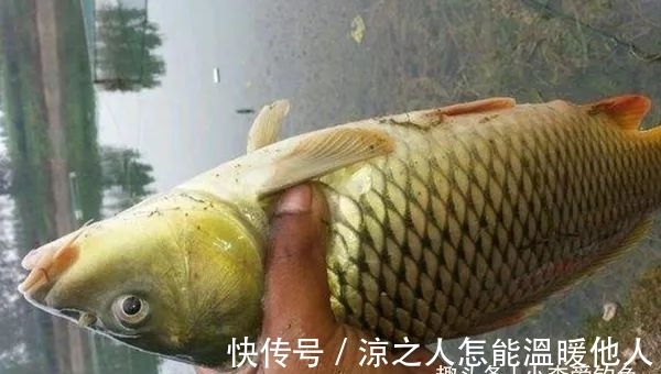 目数|带饵调平水,你得学会这样调才能更准