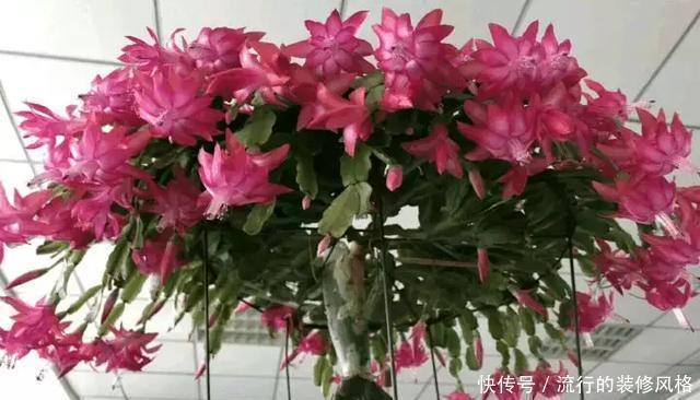 蟹爪兰喝点它,秋天连开100朵,叶子肥得直滴油