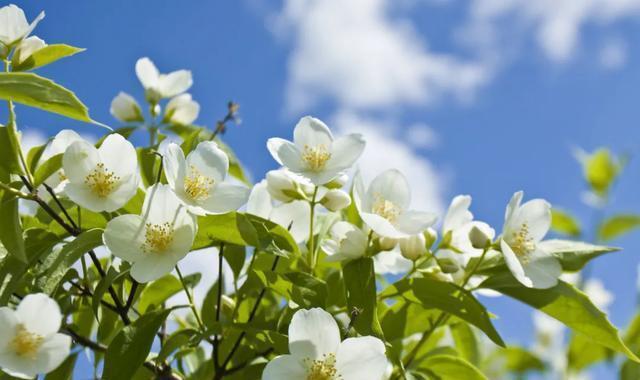 光照|盆栽茉莉如何养护？注意这几个小细节，花开多又香