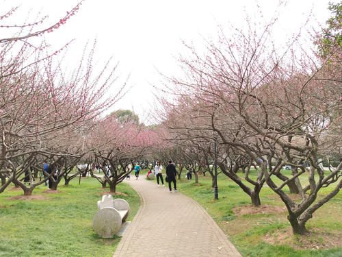 老年|长沙市中心的梅林，2万平米500株梅花盛开，比省植物园还美