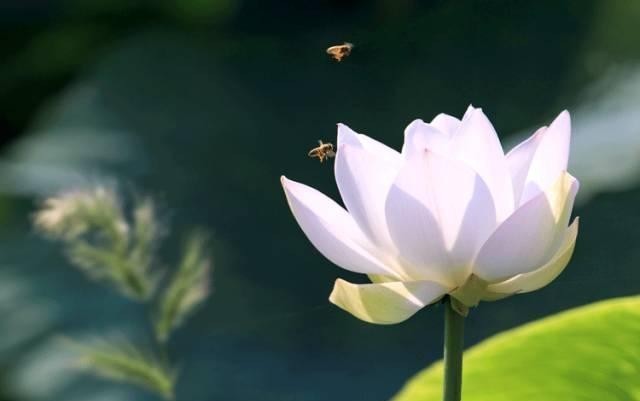 聪明|诸葛智慧：一场奇怪的梦，让诸葛亮悟到决胜智慧