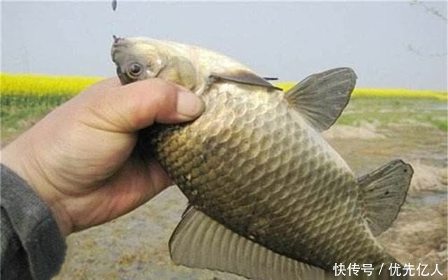 春季钓鱼,打窝不当小杂鱼容易闹窝,做这些调整,提升聚鱼效果