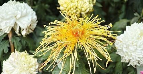 體重|菊花配“一寶”泡水喝，等于運動1小時？有效排宿便，體重穩穩降