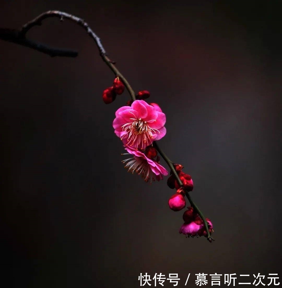  梅花|才女因冤入狱，一首雪词让她重返自由