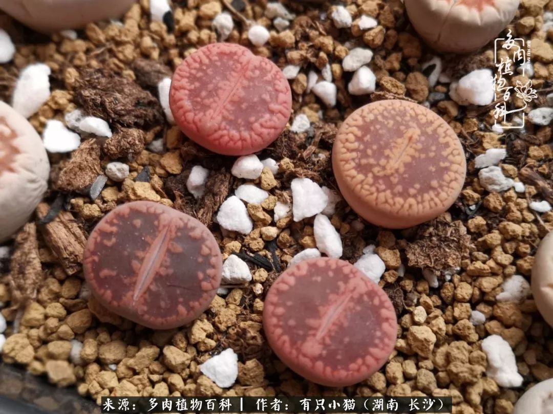 经历一个夏天的摧残，方知皮实好养的多肉才是真爱！