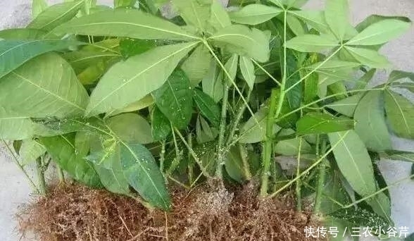 这是“天然”生根剂,路边捡一把,泡在水里,生根快速,浇花也旺