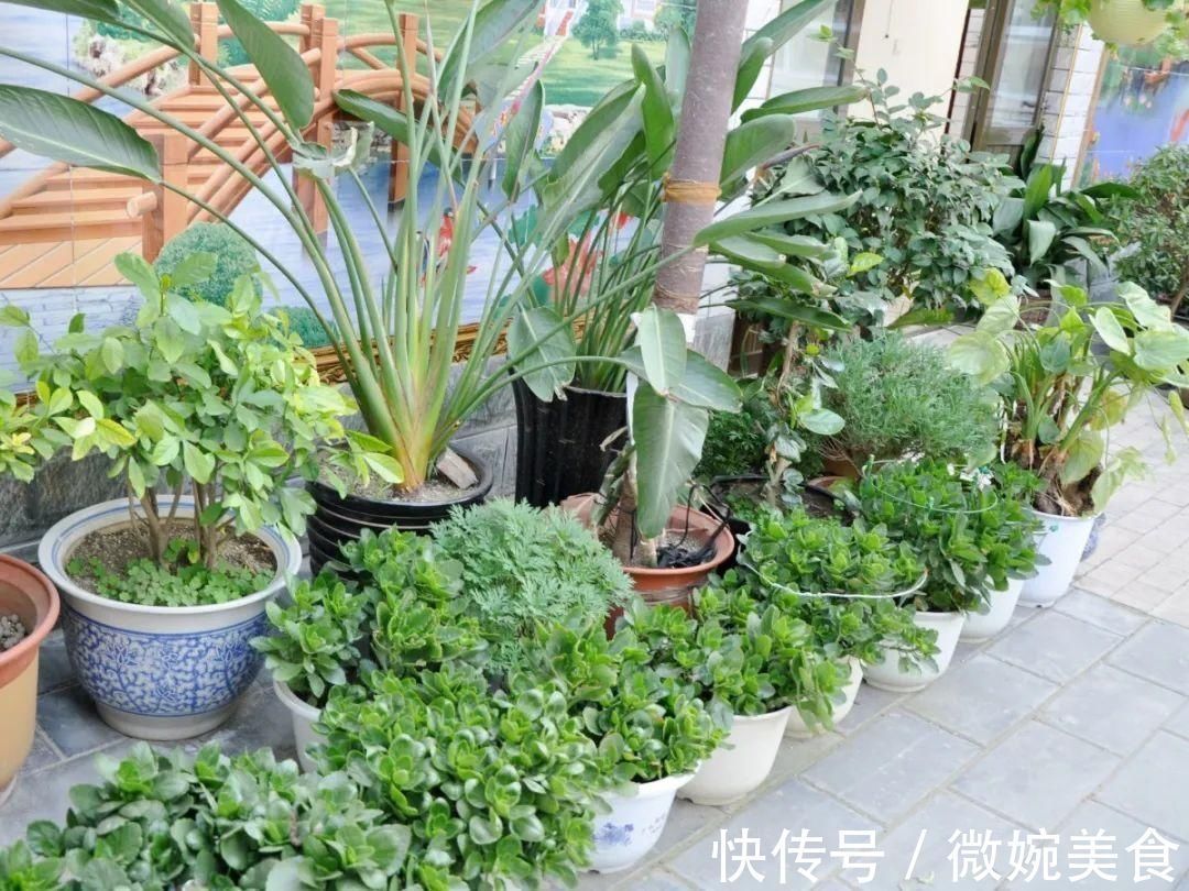 显摆一下我的家丨花开香满院,爱花人在自家庭院建小花园