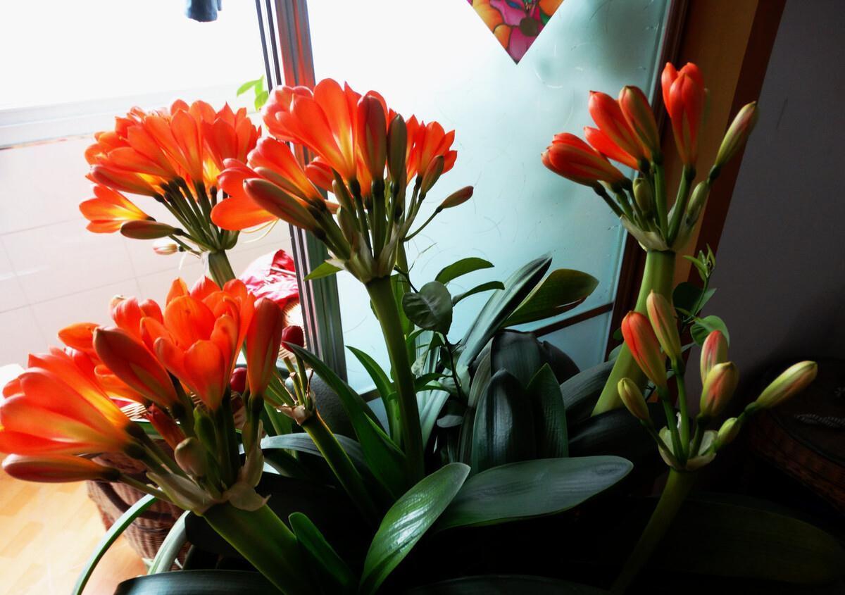 家养君子兰最简单的配土、施肥方法，不会烂根、好养