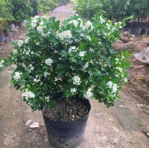 再贵也要养一盆，花开220天，温度越高它越香，懒人都爱了