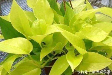 葛绿萝|绿萝品种真不少,数一数5-6种,个个高颜值,看看你养了几种