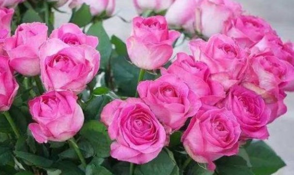 “高档玫瑰”糖果雪山,甜蜜如糖果,美艳清香,可以说是养花必备