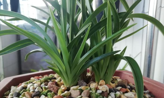 浇水|阳台养兰,牢记这几点,叶子翠绿开花旺,想死都难!