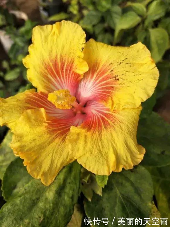 4种花一开就300多天，根本停不下来，被称为开花机器