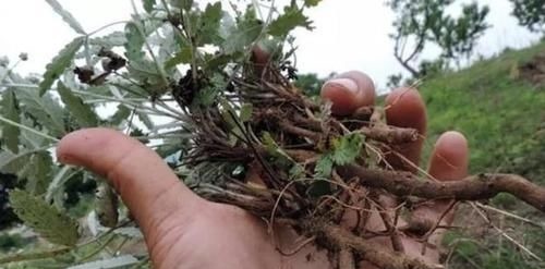 服用|农村一种毫不起眼野菜,农民拿去喂猪,殊不知是名贵中草药