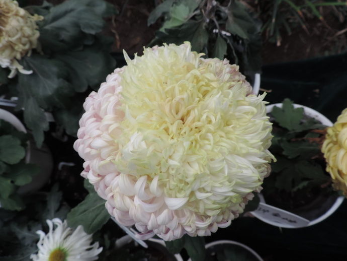 喜欢菊花，不如养盆“精品玫瑰”香格里拉，似晚霞映水，娇艳迷人