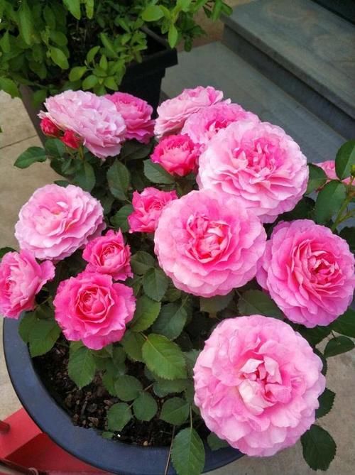 5种“微型月季”，最适合“阳台”盆栽，个小开花多，一开200天