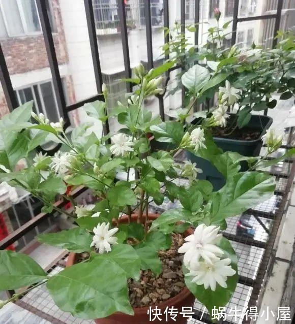 浑身|4种“香水花”,选一种养家里,晒晒太阳,满屋香水味,浑身带香