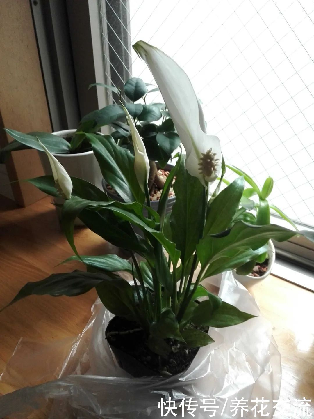 春季植物换盆指南，是带土换盆，还是适当去掉旧土呢？