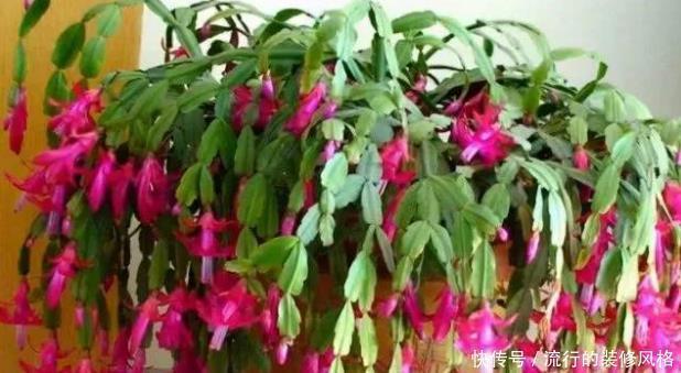 蟹爪兰叶片蔫了不恢复?及时“亡羊补牢”还不晚,但要掌握好技巧