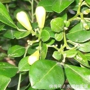 不要在家里错过这朵花花香闻起来比桂花好，容易生长好养护