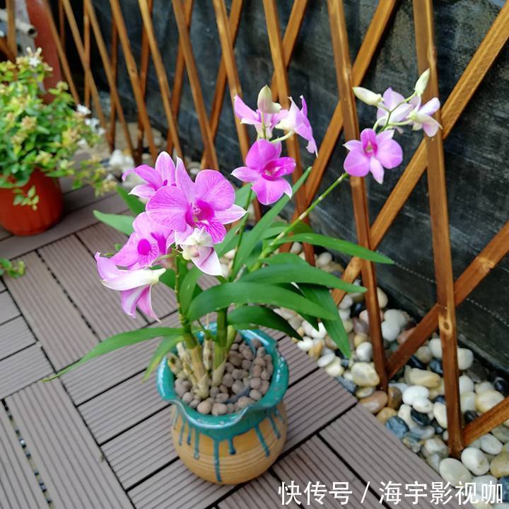 挂果|家里养盆“杀菌”花，精神轻松又清香，老中医经常养，错不了
