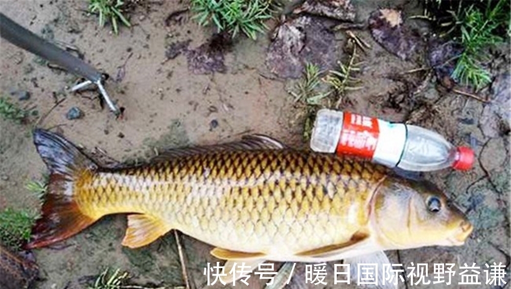 七星漂钓组|七星漂的调漂技巧:差不多就行,不讲究灵钝,毕竟上鱼才是硬道理