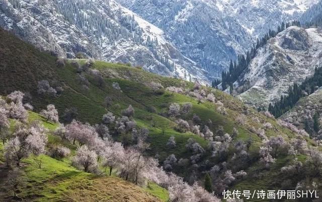 伊犁阿吾赞沟的野杏花