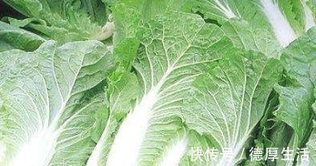 卷心菜|受到家家户户欢迎的卷心菜,以下四种人尽量少吃,最好不吃