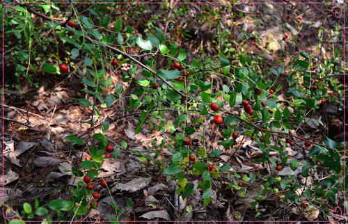 果子|小时候常吃的12种“野果子”,现在很少见了,吃过的年龄不小了