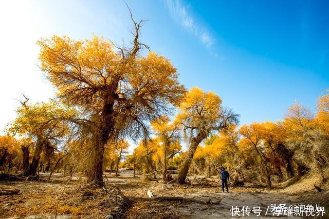 烟花|藏不住了!新疆发现全球最大沙漠胡杨林,比额济纳还美,游客很少