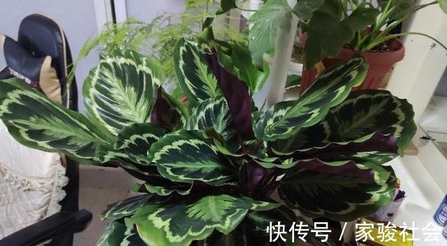 家中养花,常备“2种肥”,养啥花都行,枝叶繁茂,花满盆