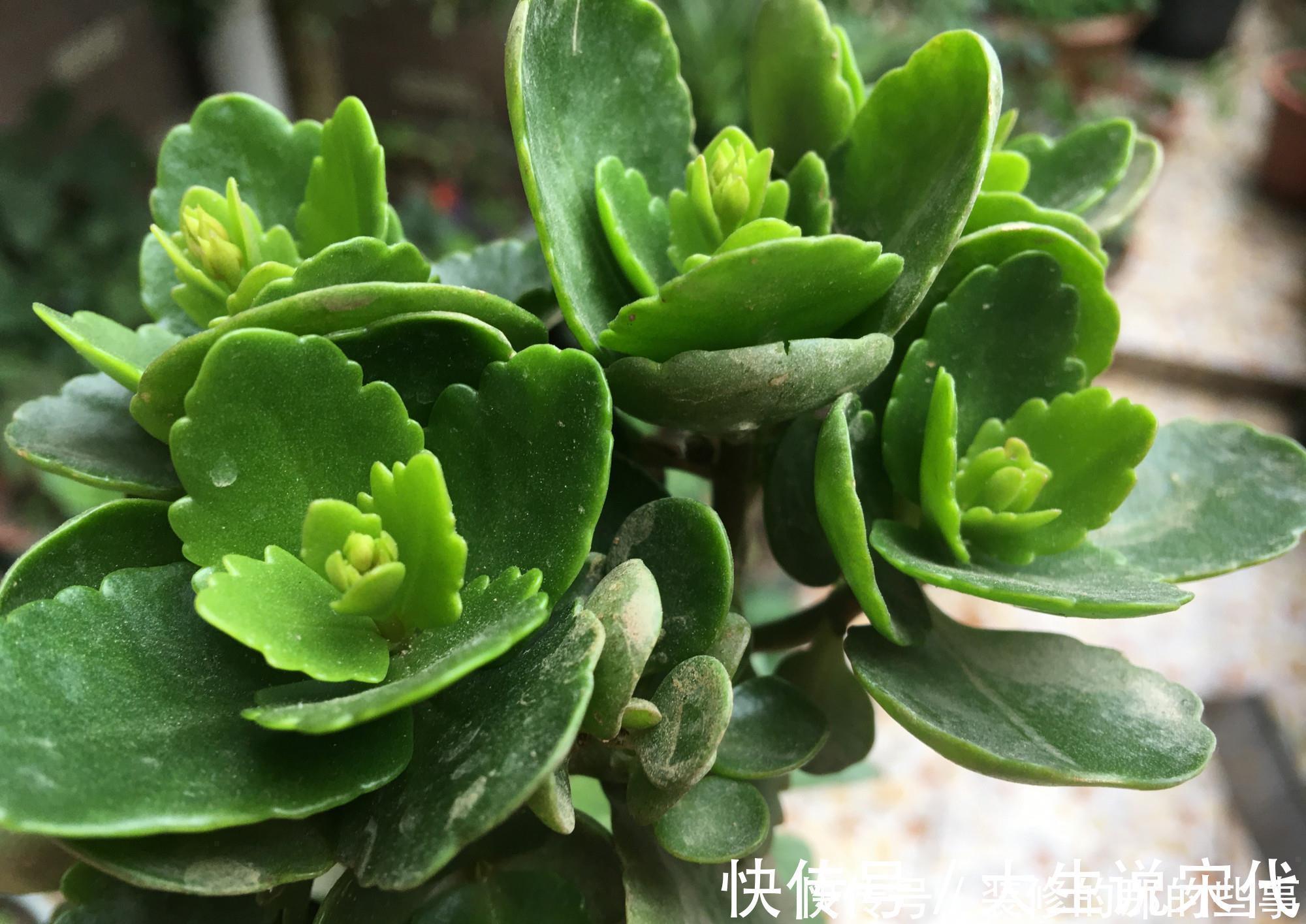 让长寿花开花,做好“两点”,叶子又绿又壮,花苞多开花快