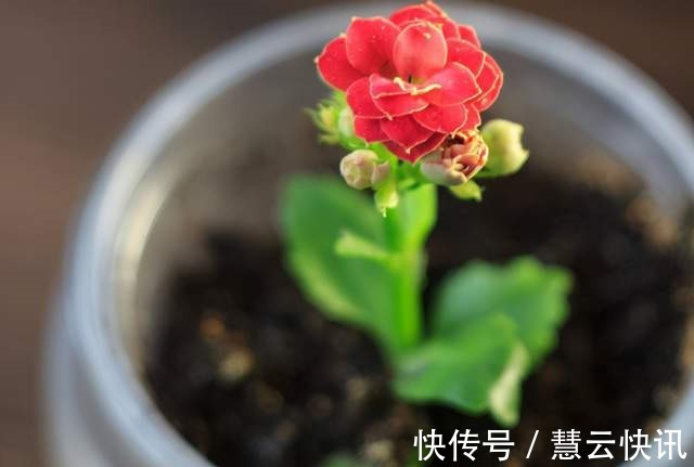 长寿花什么时候修剪三种情况赶紧剪,越剪越旺盛,开成大花球