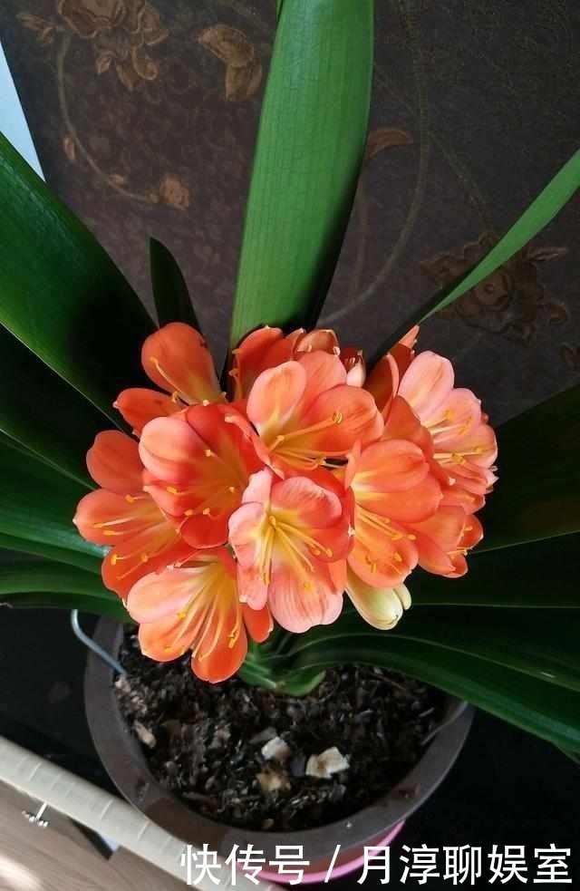 养护君子兰有小技巧,您得给它照一照,全年可开花,不踩雷