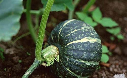 它的叶子是极品野菜,是胃部“好伙伴”,却常被忽视